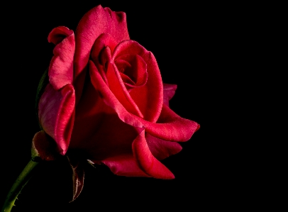 Blossom plant photography flower Photo