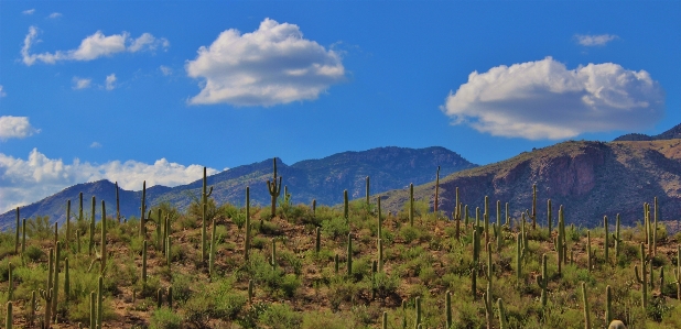 Landscape nature forest outdoor Photo