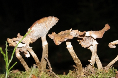 Foto Pohon alam hutan cabang