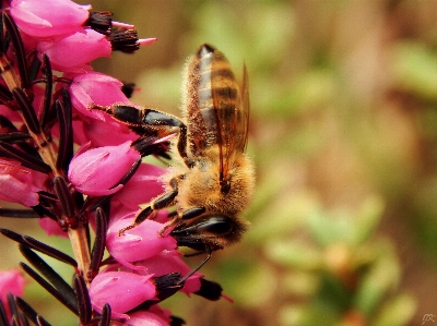 Nature blossom plant photography Photo