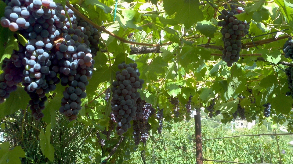 Plant grape vine vineyard