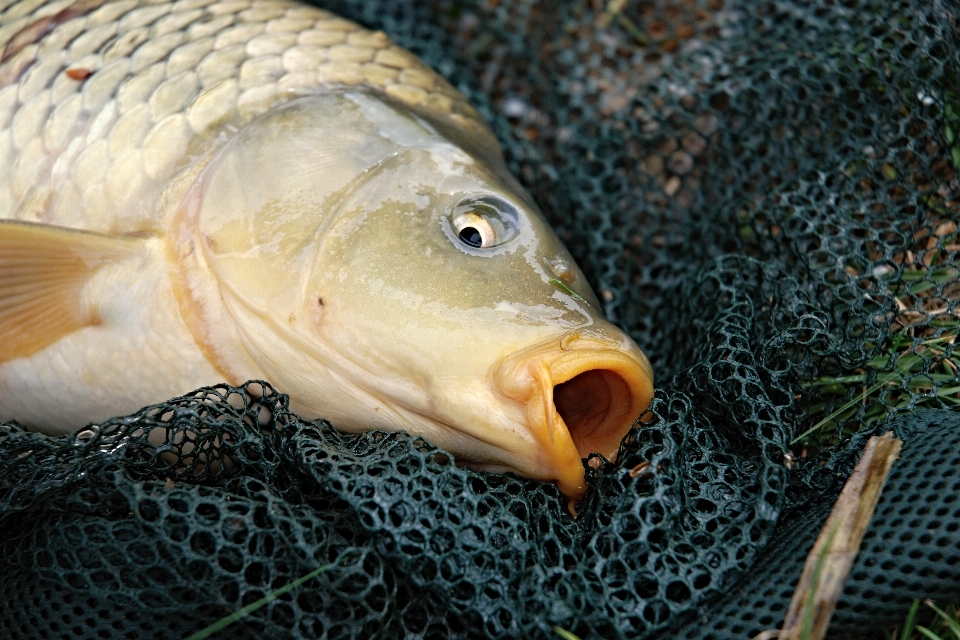 Faune pêche perche
 poisson