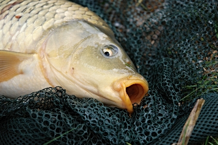 Wildlife fishing perch fish Photo