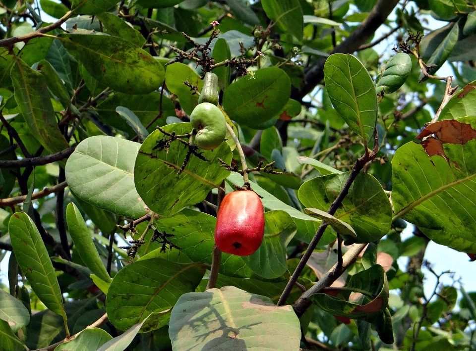 Arbre bifurquer usine fruit