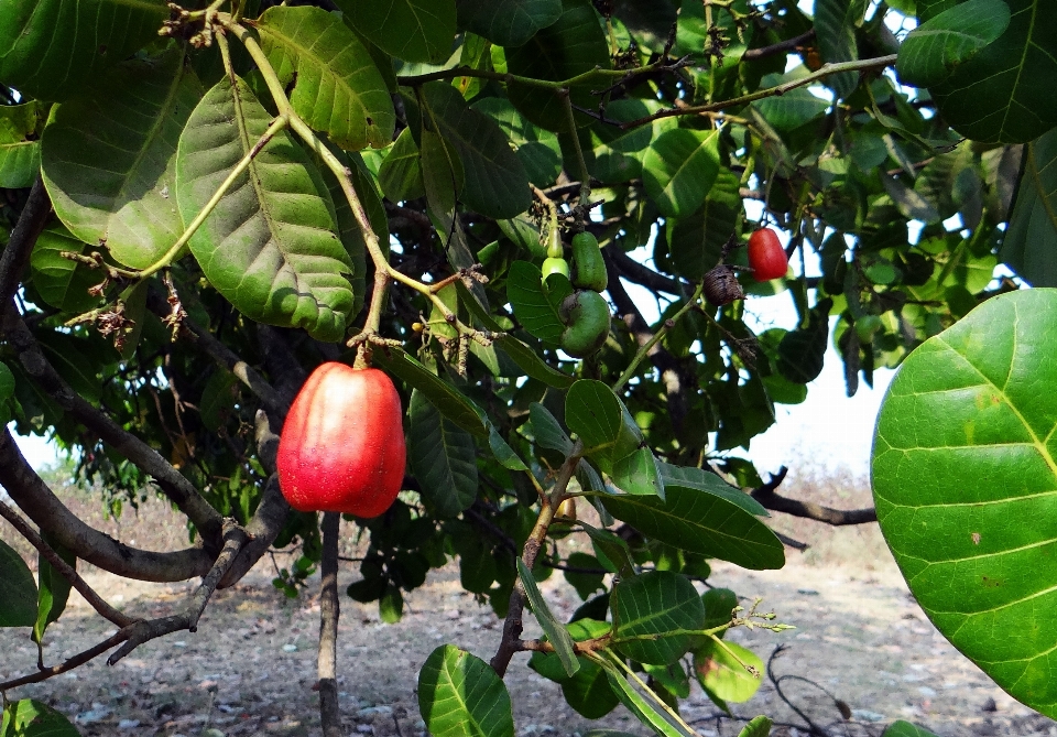 Tree plant fruit flower