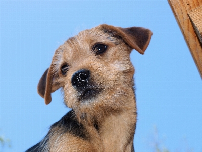 Foto Cachorro perro lindo femenino