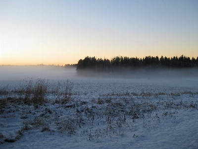 Landscape tree nature forest Photo