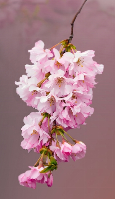 árbol naturaleza rama florecer