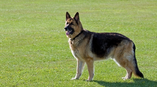 Grass dog animal standing Photo