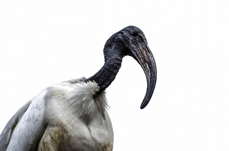 Photo Nature marche oiseau blanc