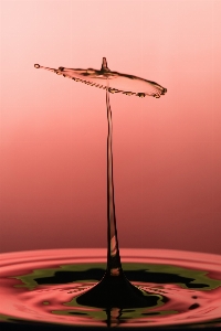 Water droplet drop liquid Photo