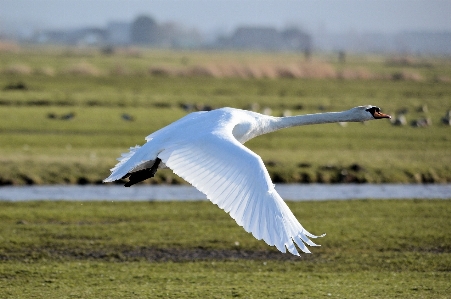 Foto Natureza ar livre região selvagem
 pássaro