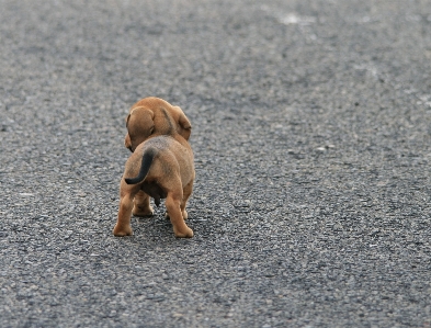 子犬 犬 かわいい 小さい 写真