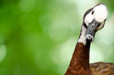 Foto Alam cabang burung satwa