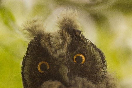 Foto Natura uccello fotografia animale