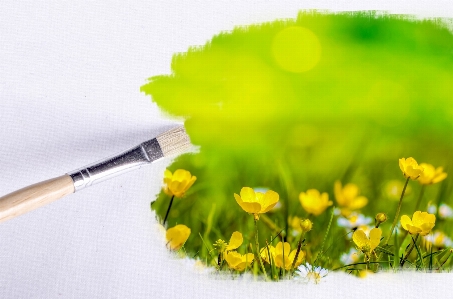 Grass outdoor abstract plant Photo