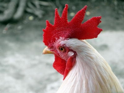 Bird white farm flower Photo