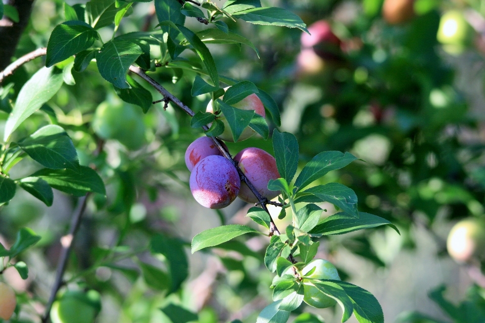 Arbre bifurquer usine fruit