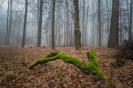 Zdjęcie Drzewo natura las pustynia
