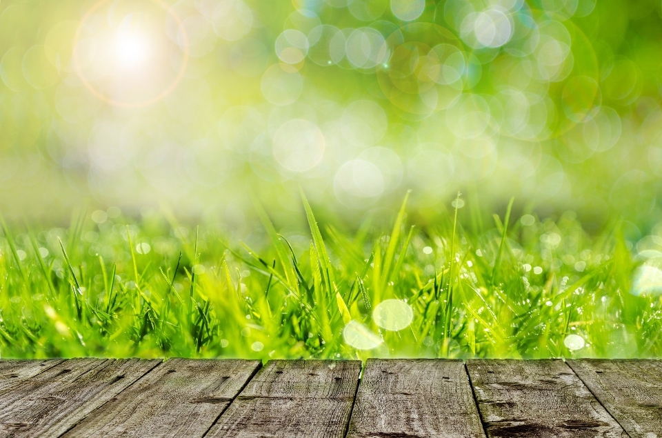 Grass bokeh plant wood