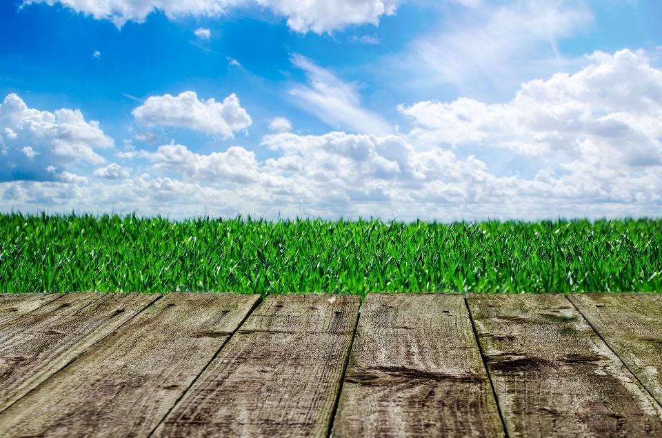 Tree grass outdoor horizon