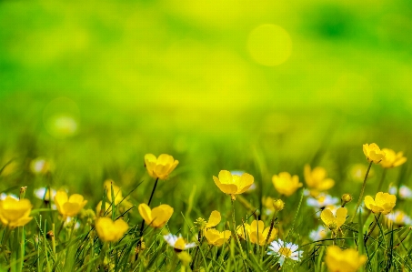 Nature grass light abstract Photo