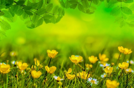 Nature grass light abstract Photo