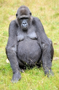 Foto Animali selvatici selvaggio zoo giungla