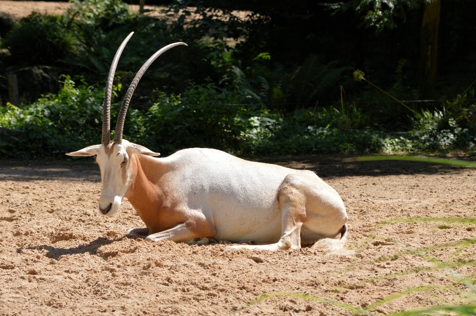 Natura selvaggia
 animale animali selvatici