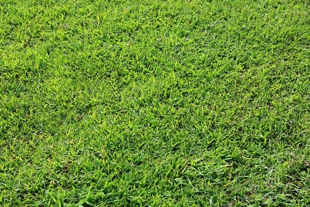 草 植物 分野 接地 写真