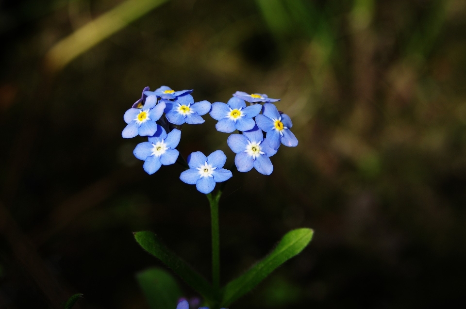 Naturaleza florecer planta flor