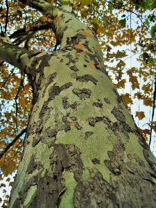 Foto Lanskap pohon alam hutan