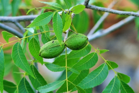 Tree branch plant fruit Photo