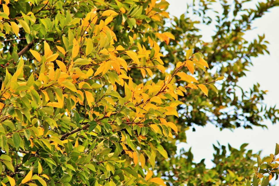 árbol naturaleza bosque exterior