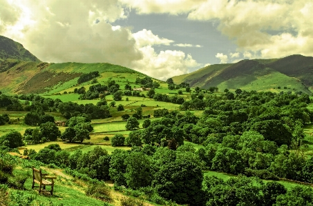 Landscape tree nature forest Photo