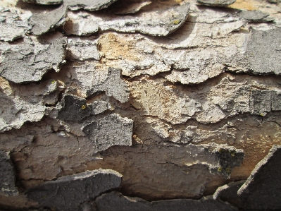 Tree nature rock branch Photo