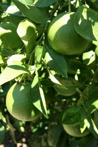 木 ブランチ 成長 植物 写真