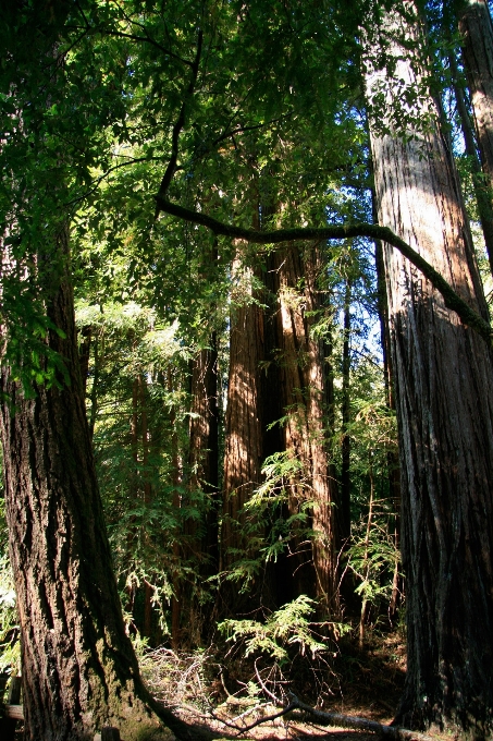 Landscape tree nature forest