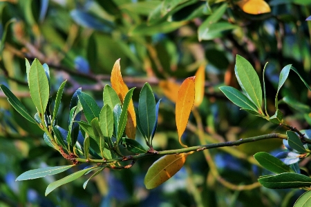 Tree nature branch plant Photo