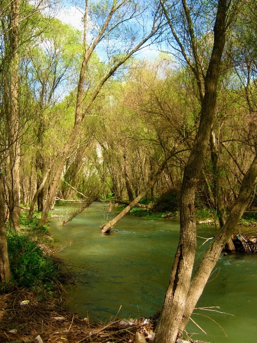 Manzara ağaç su doğa