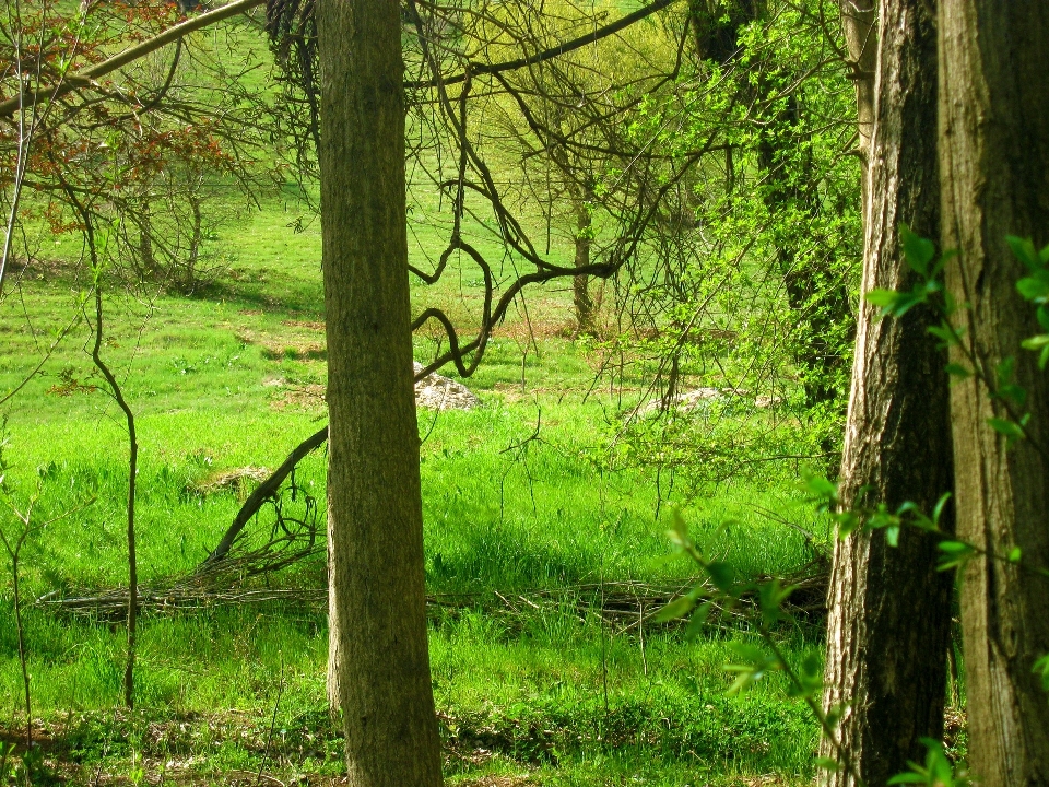 Landscape tree nature forest