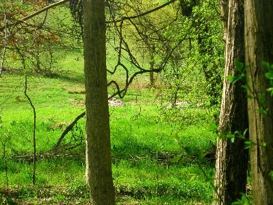 Landscape tree nature forest Photo