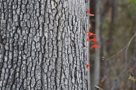 Tree nature forest branch Photo