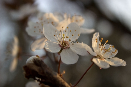 Branch blossom plant white Photo