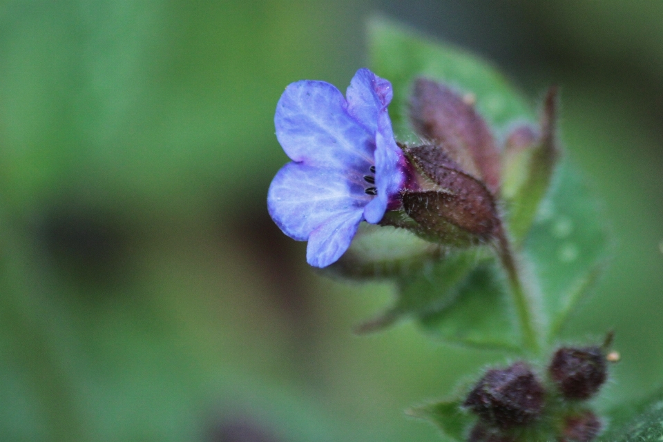 Natur blüte anlage fotografie