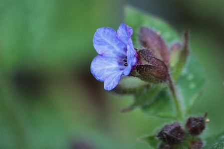 Nature blossom plant photography Photo