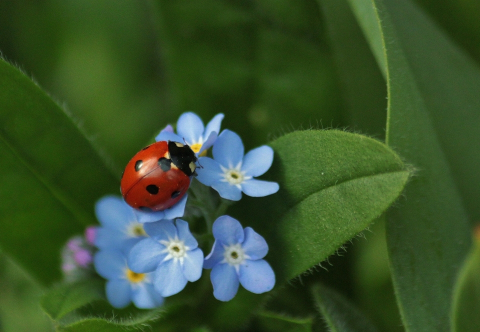 Natur blüte anlage blatt