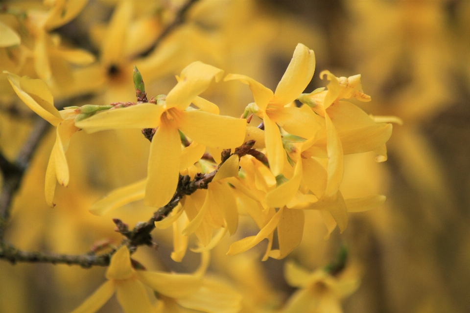 Tree nature branch blossom