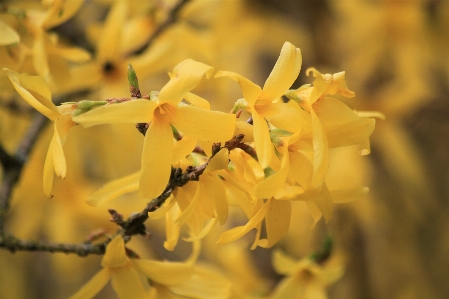 Tree nature branch blossom Photo