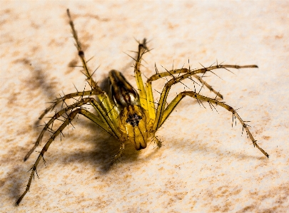 Fotoğrafçılık böcek kapalı fauna Fotoğraf